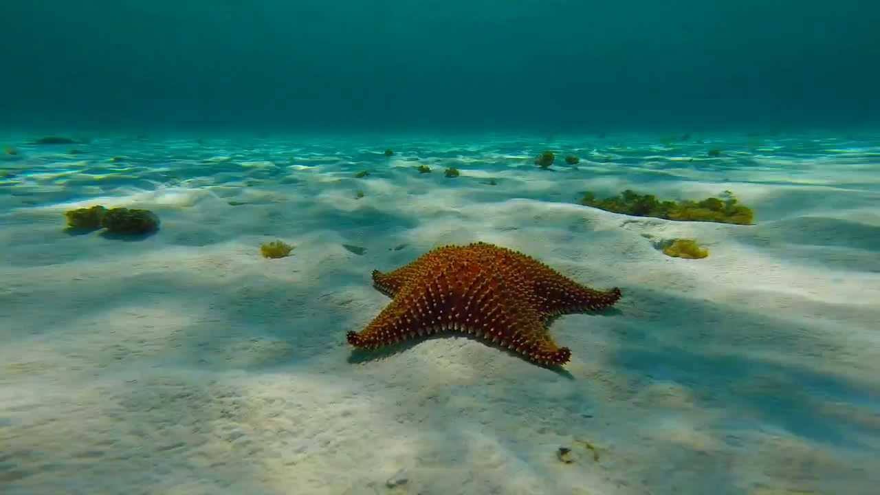 Starfish seen diving