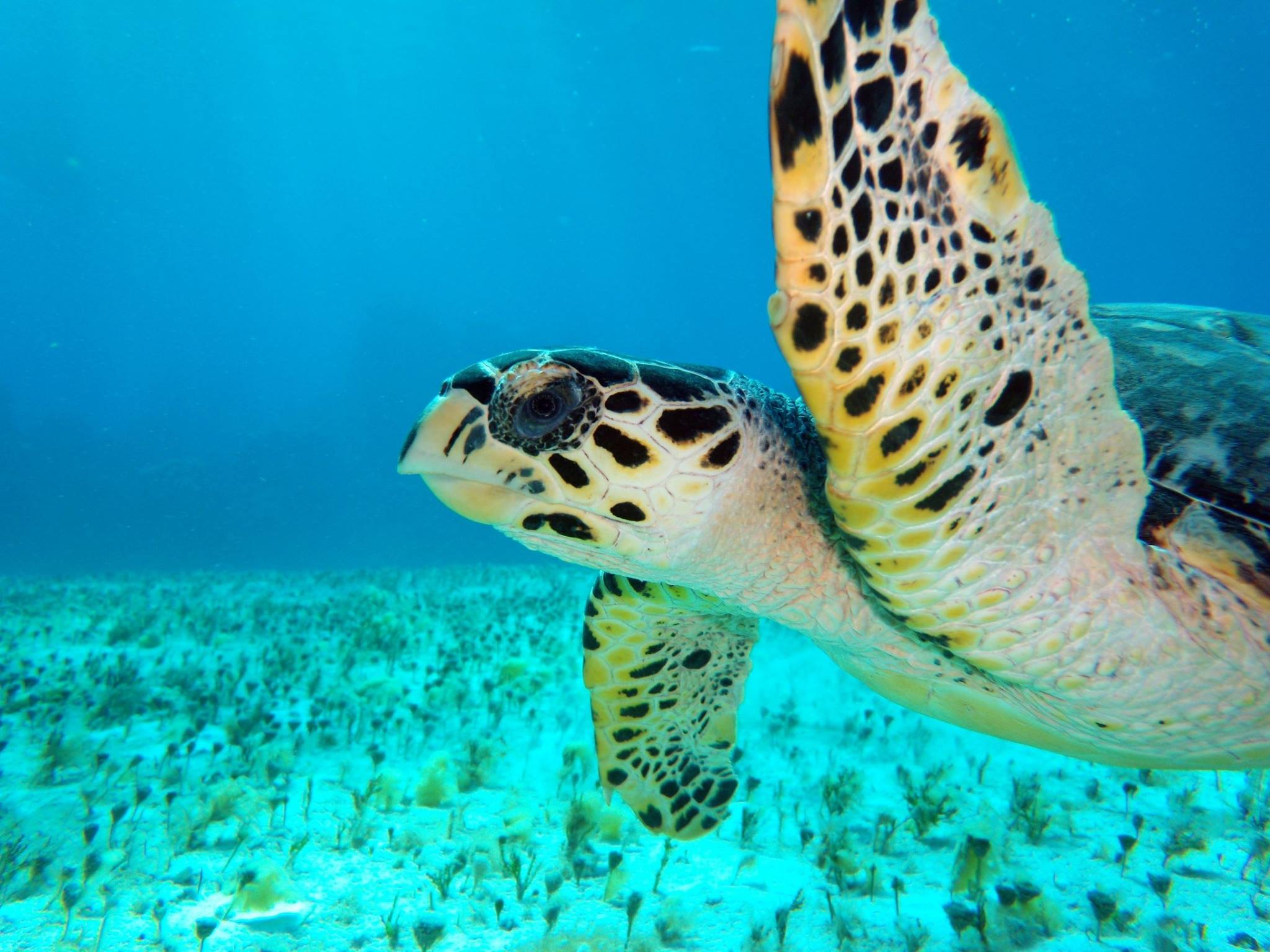 A turtle saying "Hi" while on a dive