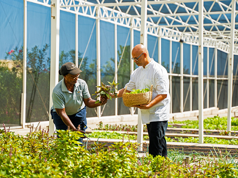 The resort's greenhouses provide organic produce for its restaurants.