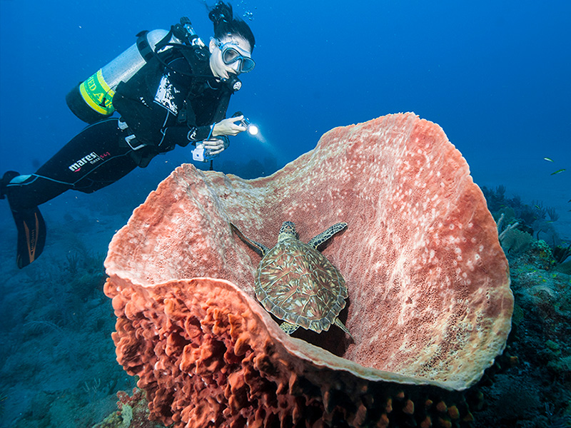 Sea turtles are a common sight on Statia's reefs.