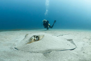 A menagerie of marine life can be found in sandy seabeds and seagrass meadows.