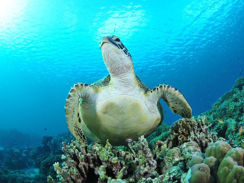 Turtle are a common sight on area reefs.