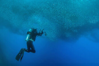 6. The Moalboal region is famous for its sardine schools.