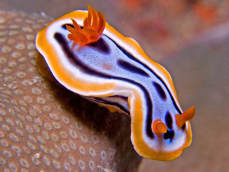 The Philippines has the world's greatest number of nudibranch species.