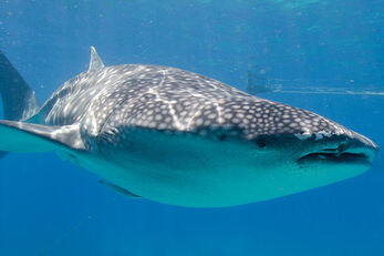 The dive center can arrange day trips to swim with whale sharks. 