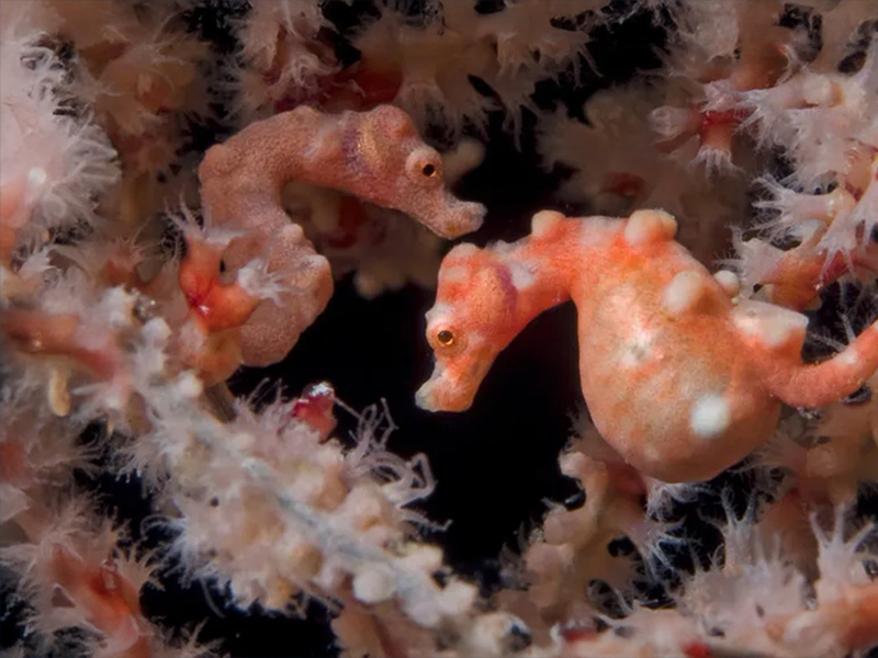 Bohol waters offer excellent macro diving.