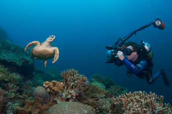 The waters surrounding Apo Island are a marine life and turtle sanctuary.