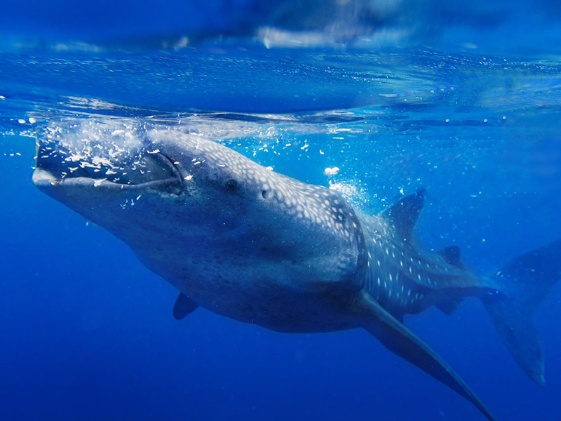 The dive center offers day trips to swim with whale sharks in Oslob.