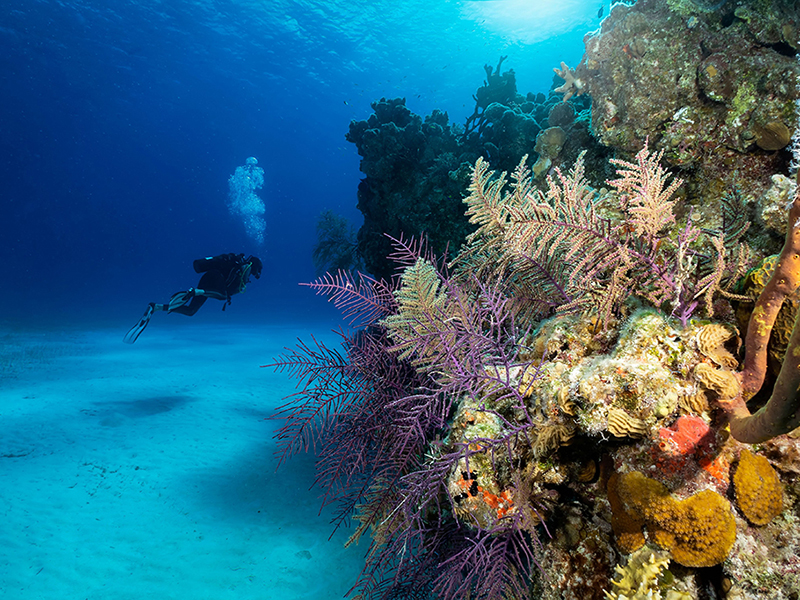Colorful coral formations rise from sand seabeds.