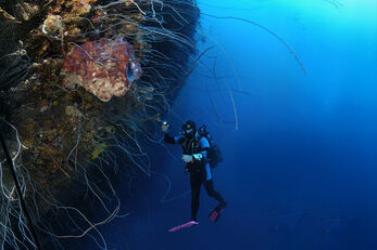 Wire corals grow in the shadows of an overhanging wall.
