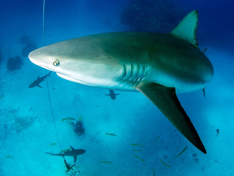 Shark encounters lure numerous species from depths beyond the wall.