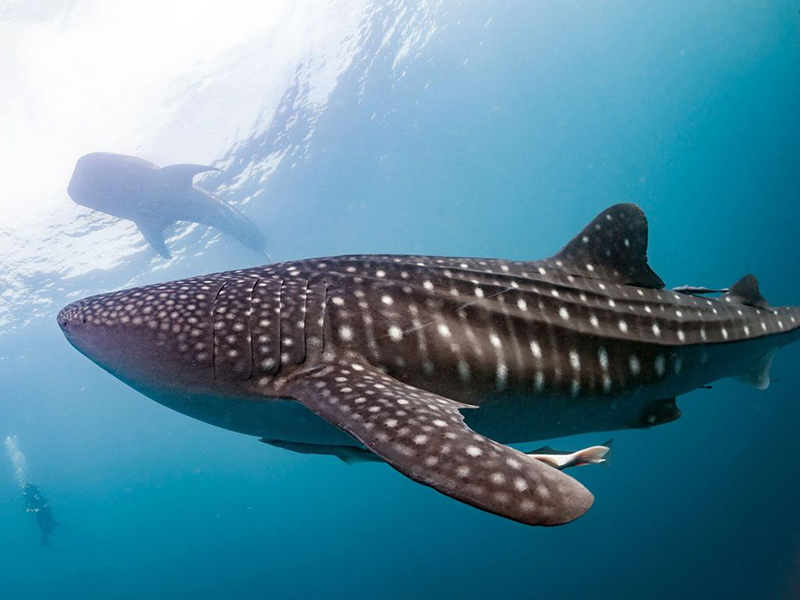 Whales sharks are occasional visitors on Tawaili dive sites.