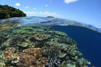 The resort's house reef encompasses a large area of shallow reef.