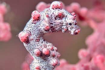 The house reef holds small treasures such as pygmy seahorses.