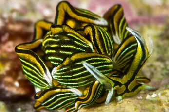 Nudibranch enthusiast will enjoy Tawali's muck diving sites.