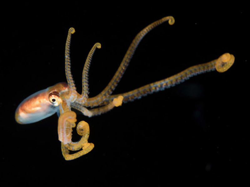 Blackwater diving reveals strange and wonderful creatures.