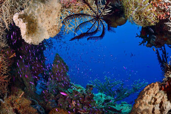 A coral grotto at Deacon's Reef opens to blue water.