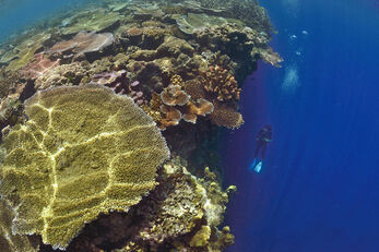Offshore sites feature large coral-covered pinnacles and plateaus.