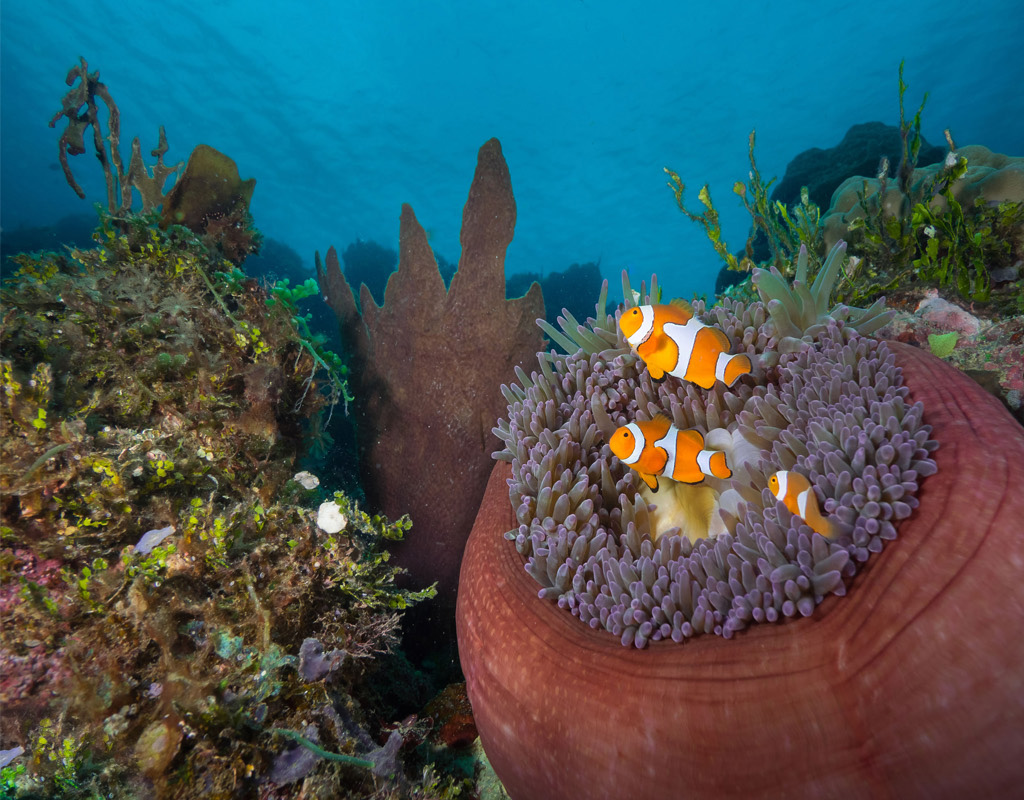 Tufi Dive Resort, Reef