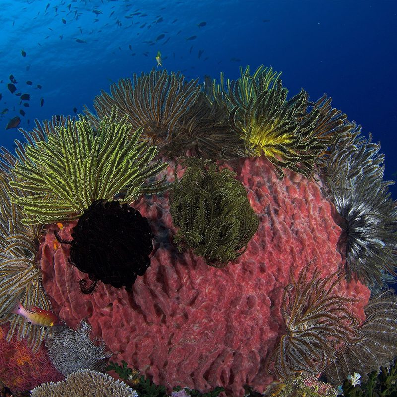 Tufi Dive Resort, Reef