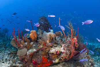 Diving at Turquoise Bay Dive & Beach Resort