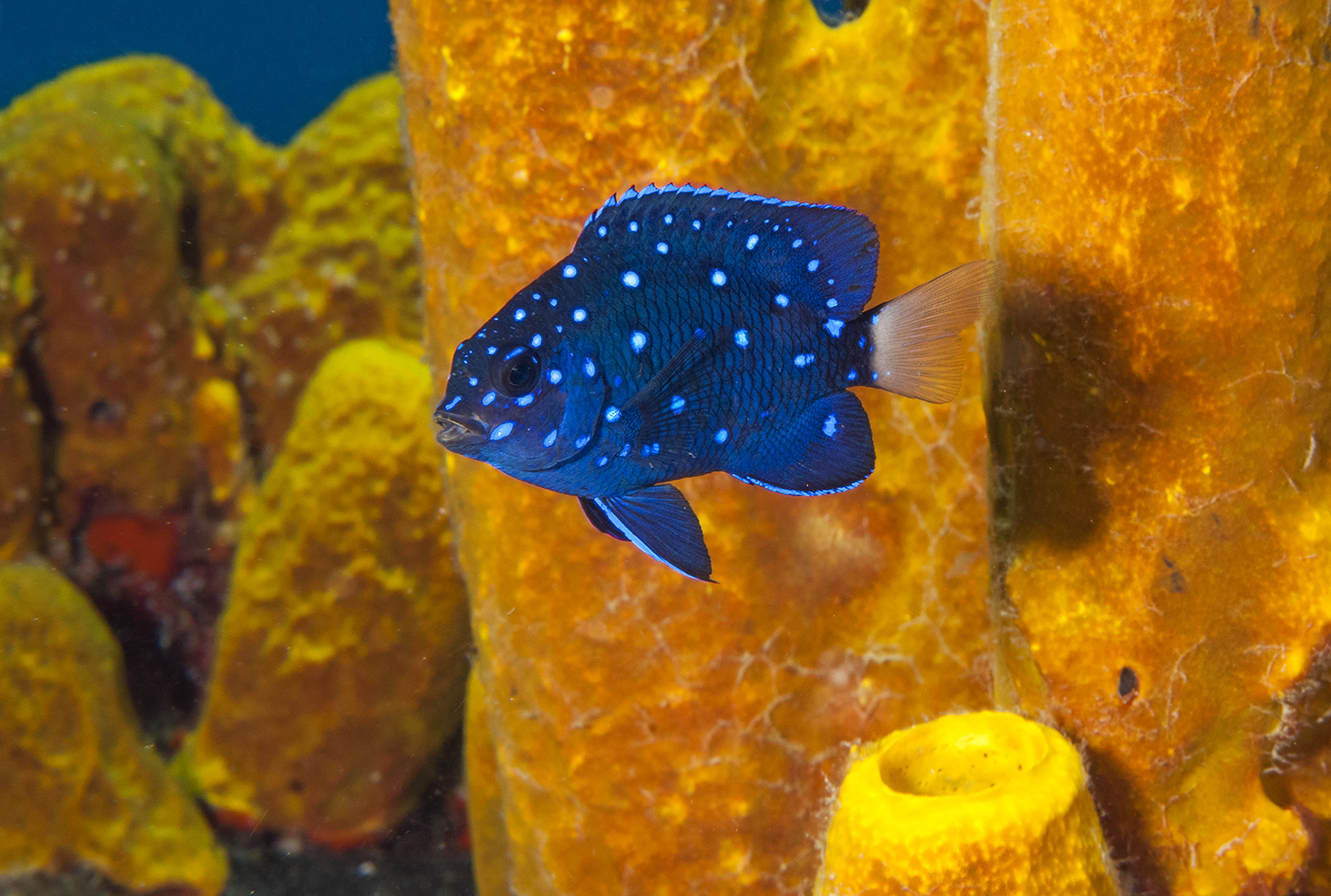 The waters of Guanaja are populated by hundreds of varieties of colorful tropical fish such as this yellowtail damselfish.