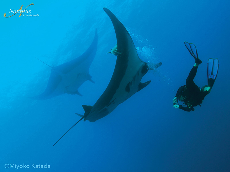 Manta rays sweep and turn in graceful movements that resemble an underwater ballet.