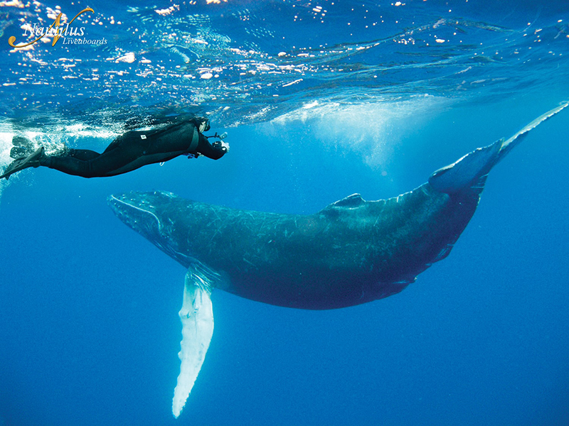 Seasonal migrations of humpback whales reward divers with bucket-list experiences.