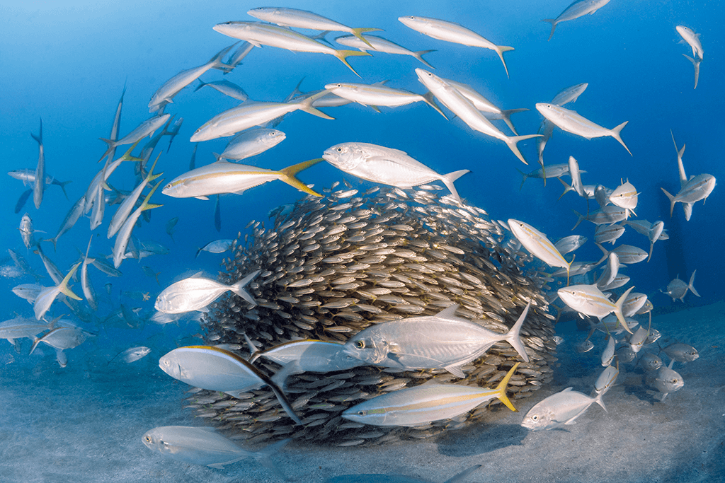 A common response among schooling fish under attack is to unify even further into a tightly packed, polarized mass, as seen with this school of scab being circled by larger predatory rainbow and blue runners.