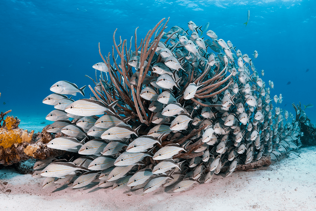 The lateral line hard at work.