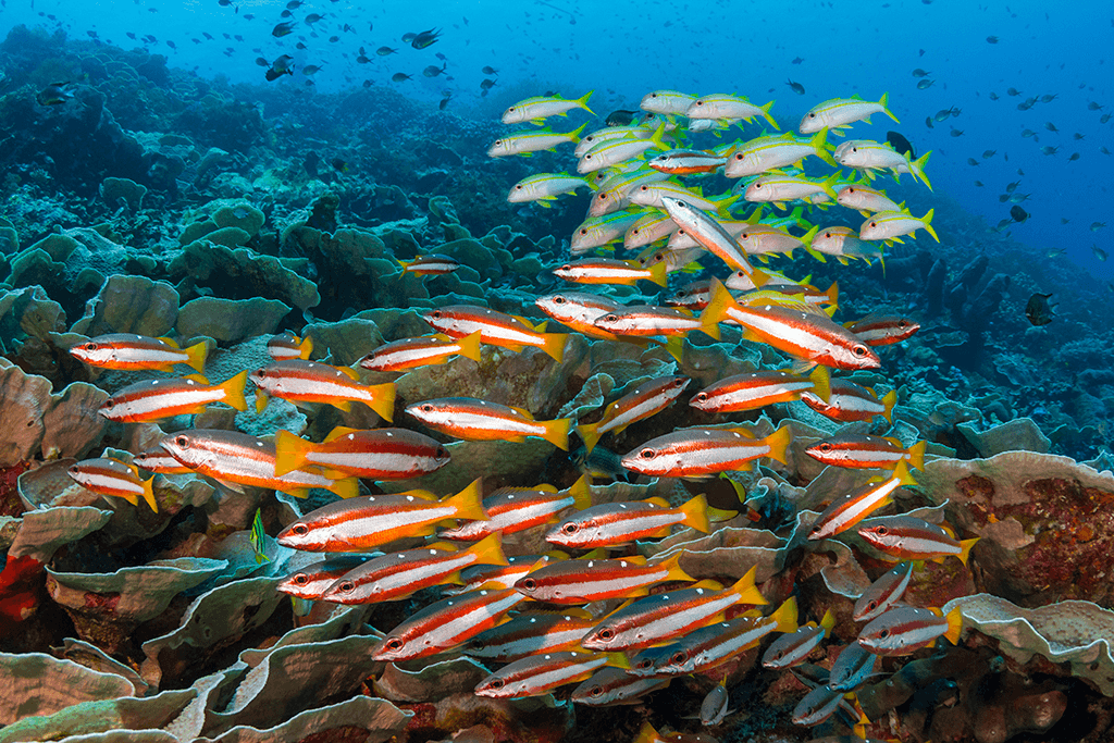 Shoaling behavior can sometimes include fish of disparate sizes, or may include two or more species as part of the whole group such as these Indo-Pacific two-spot snappers with the yellowfin goatfish joining as an associated subgroup.