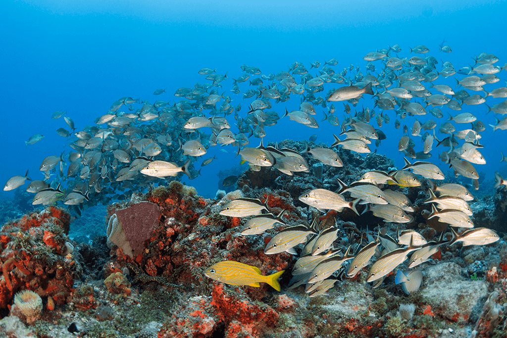 Shoaling behavior can sometimes include two or more species as part of the whole group like this mix of white and cottonwick grunts which make up a large part of this unstructured aggregation of reef fish.