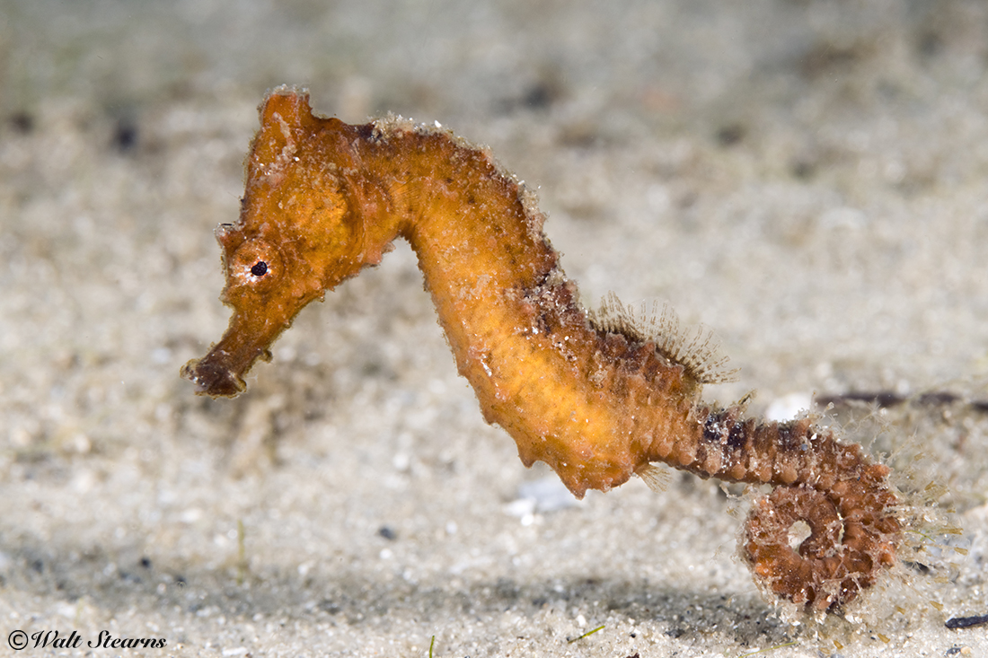 Tiny fins make seahorses the slowest-moving fish in the ocean