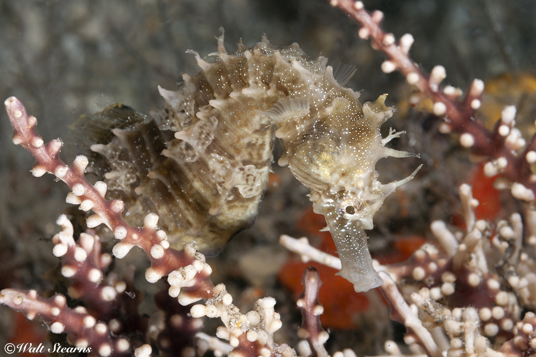 A seahorse will often lie in wait, then suction up passing prey with a fast swooping and slurping motion of its snout.