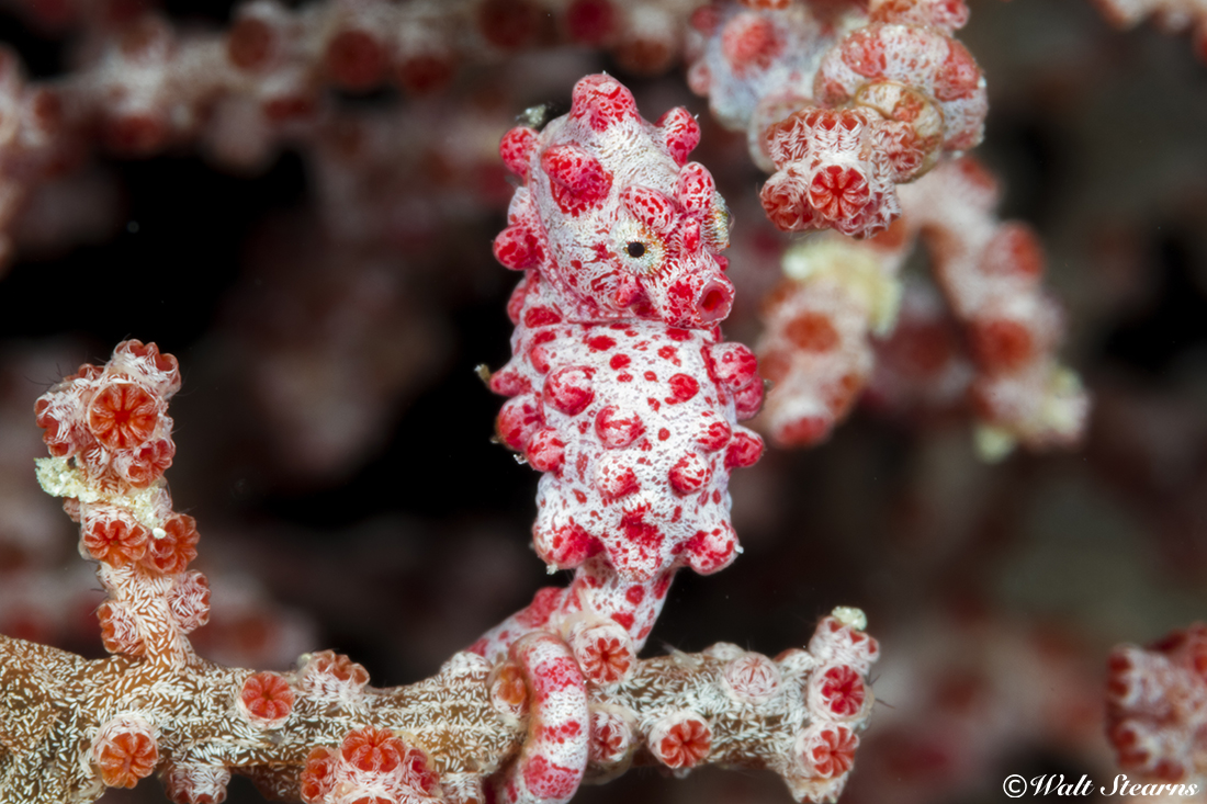 This seahorse is using its gripping tail to hold its position on a branch of soft coal.