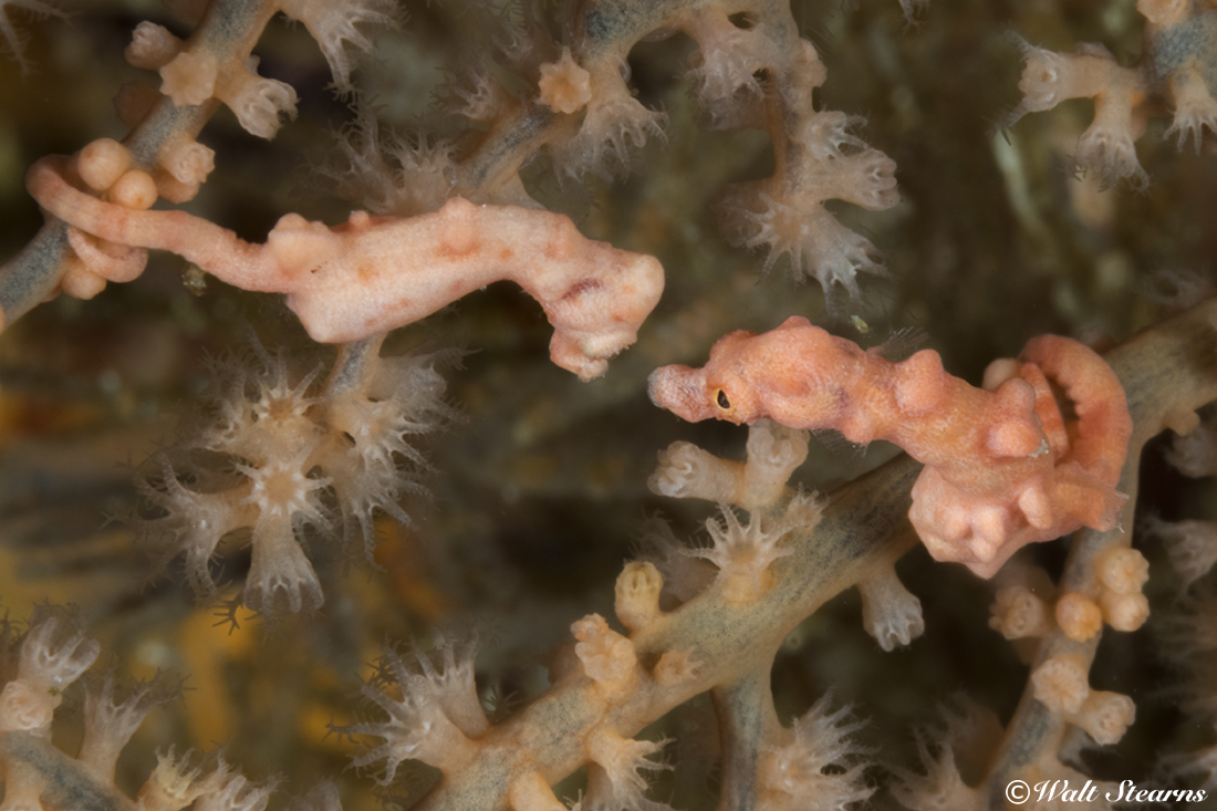 Seahorses mate for life, and may continue to engage in daily courtship rituals to maintain the bond.