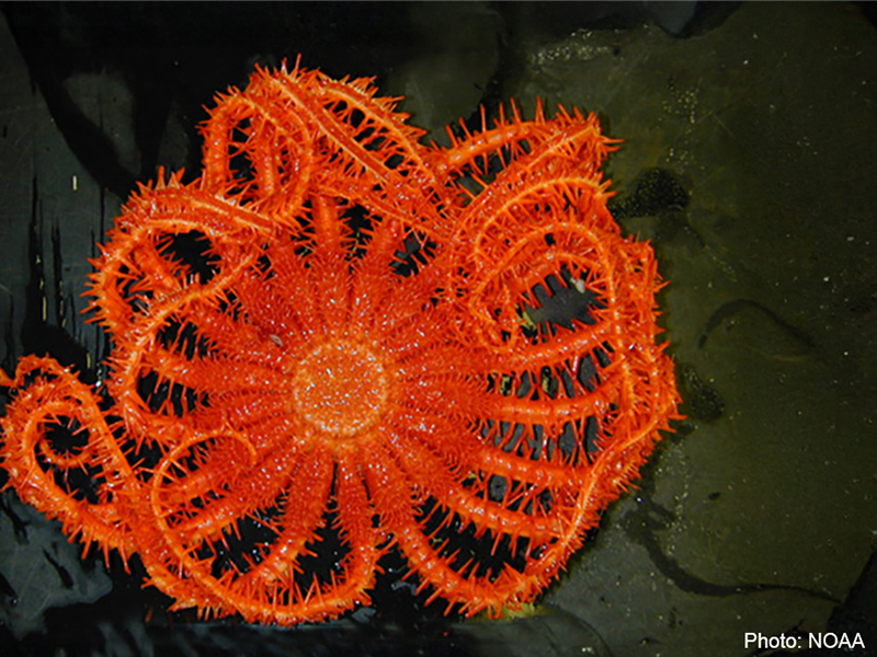 Not all sea stars have five legs. This Brisingid Sea Star sports an array of 18 arms. 