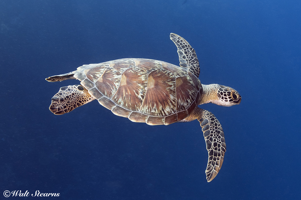 Green Sea Turtle