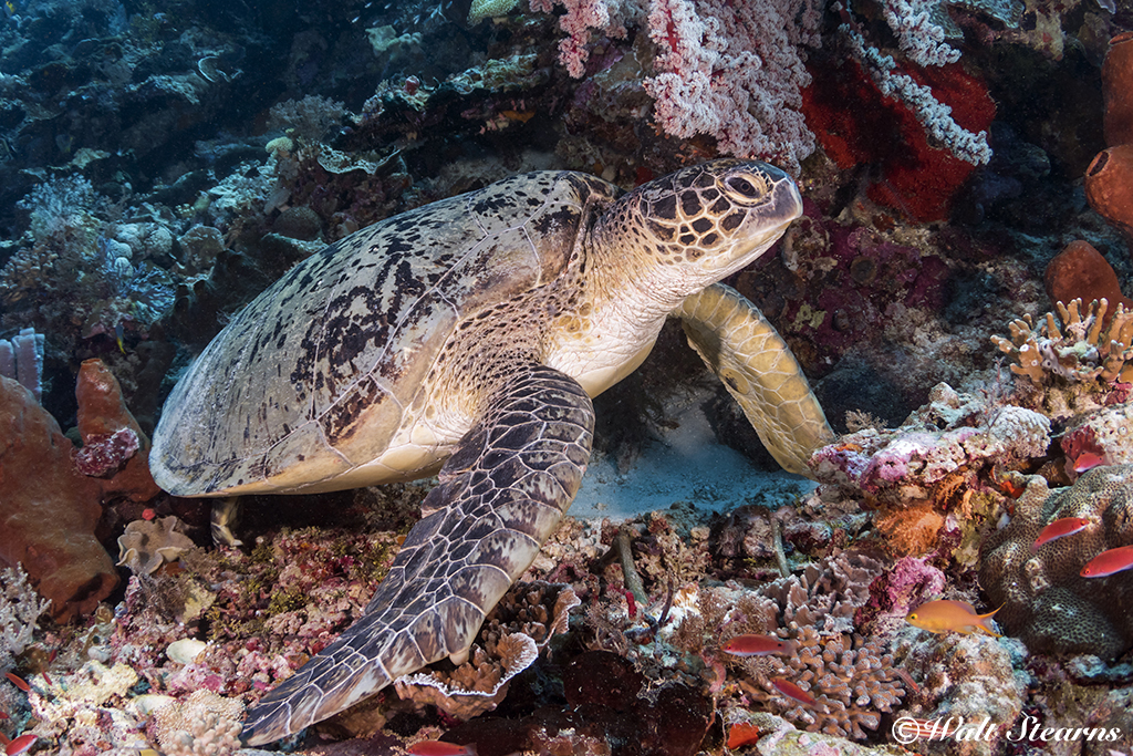 Green Sea Turtle