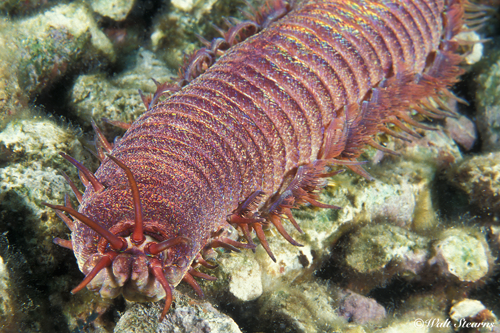 The body of The Thing is covered in thin strands known as cirri that provide locomotion. This work looks a bit like a centipede as moves through the crevices of the reef.