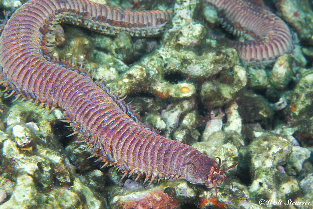 The segmented marine work is known as The Thing only comes out at night, and usually shies away from dive lights.