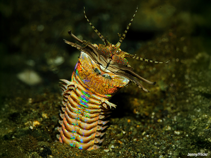 The St. Lucia Thing is believed to be a new species of segmented marine worm.