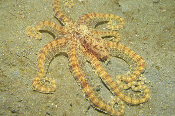 A mimic octopus can contort its tentacles to imitate a wide range of marine life