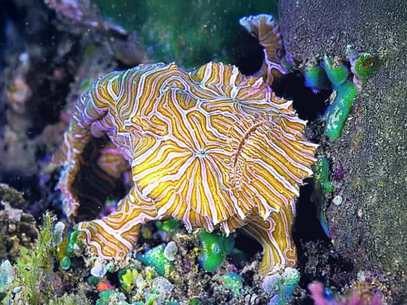 The trippy color patter of a  psychedelic frogfish match the patterns of certain corals.
