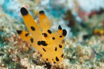 It's easy to see the  Pikachu nudibranch's resemblance to a popular Japanese anime character.