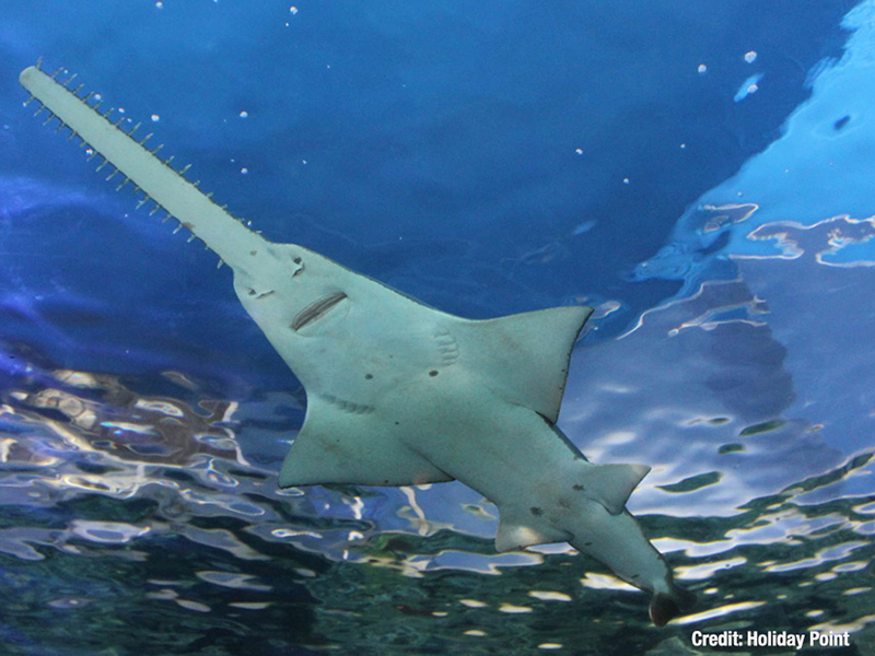 A sawfish's blade is a third as long as its entire body.