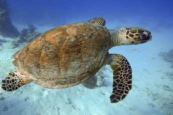 Kemp's Ridley sea turtles converge on a single beach for a communal egg laying session.