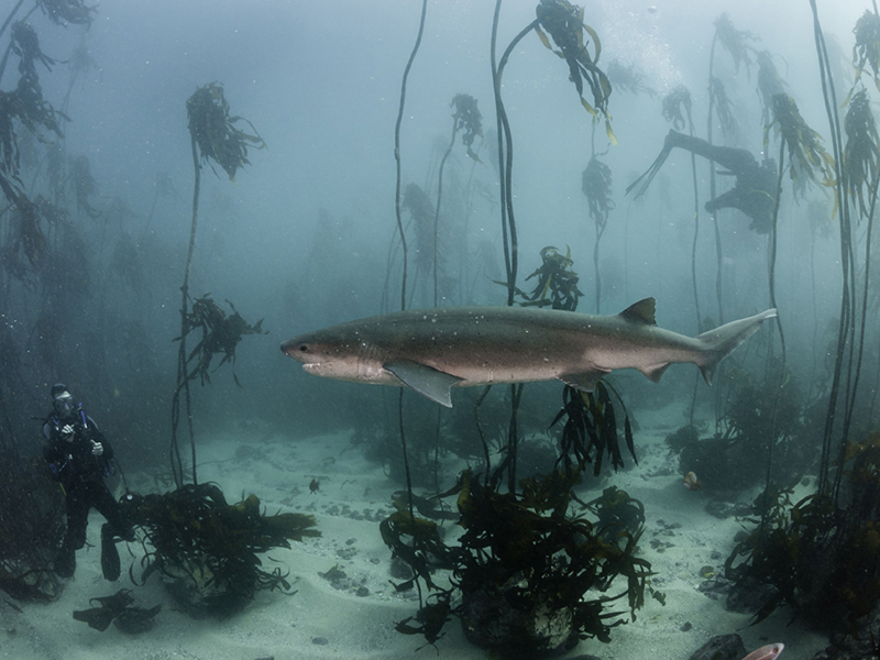 An encounter with a seven-gill shark in the kelp forests of False Bay.