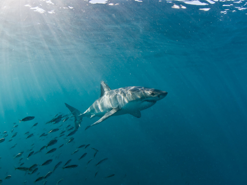 Great white sharks are the A-list attraction of South African diving.