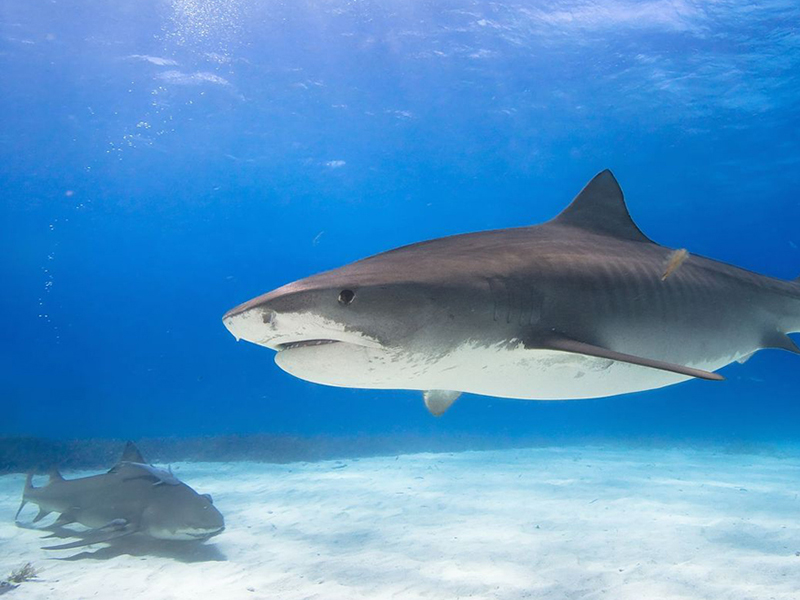 Tiger sharks patrol the waters of Durban.